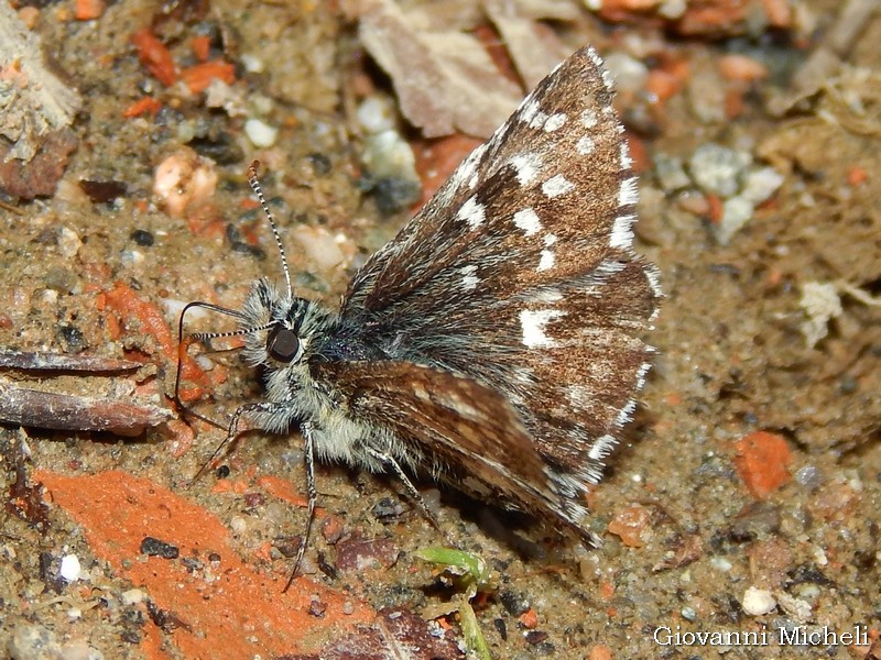 Pyrgus cfr. malvoides - Hesperiidae